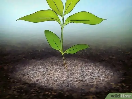 Выращивание цветущего кизила Шаг 11