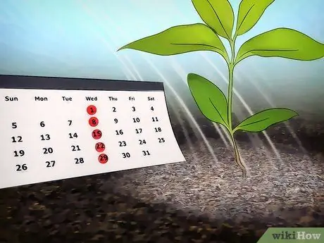 Выращивание цветущего кизила Шаг 12