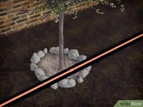 Выращивание цветущего кизила Шаг 14