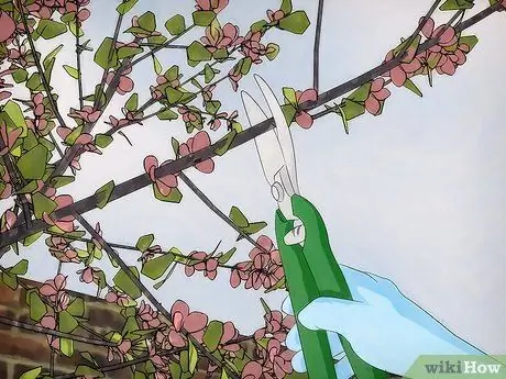 Выращивание цветущего кизила Шаг 15