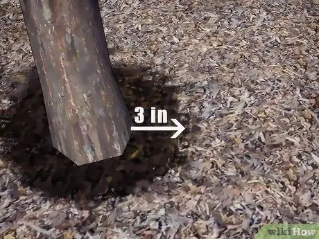 Выращивание цветущего кизила Шаг 16