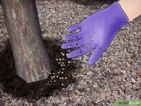 Выращивание цветущего кизила Шаг 17