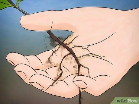 Выращивание цветущего кизила, шаг 2