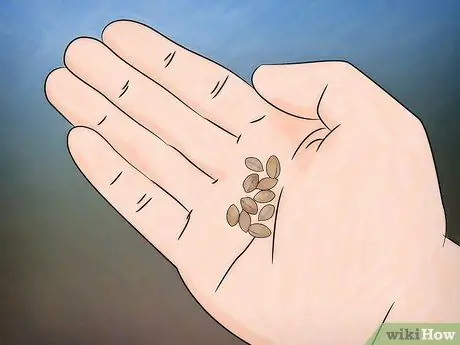 Выращивание цветущего кизила Шаг 3