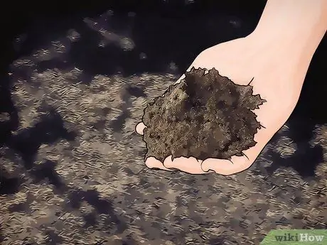 Выращивание цветущего кизила Шаг 6