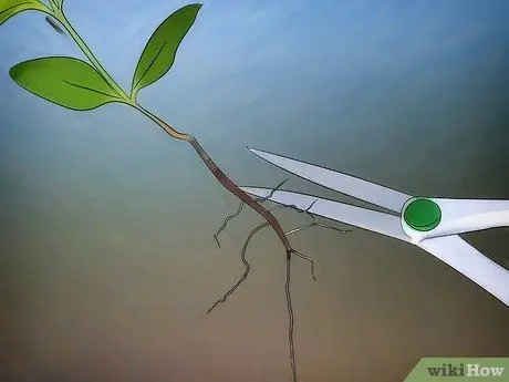 Выращивание цветущего кизила Шаг 7