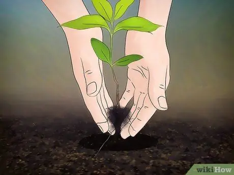 Выращивание цветущего кизила Шаг 9