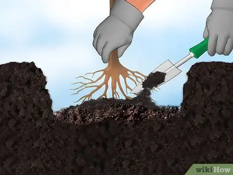 Сажать фруктовые деревья Шаг 8