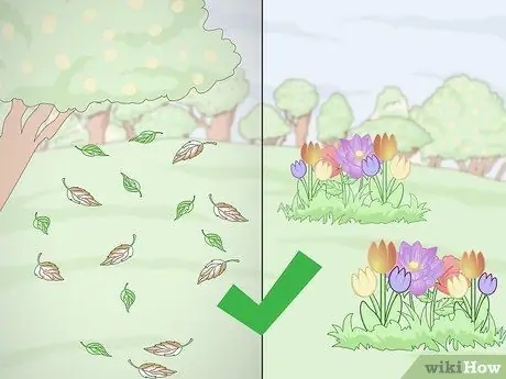 Подготовка почвы для фруктовых деревьев Шаг 8