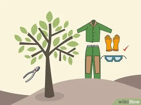 Обрезка цитрусовых деревьев Шаг 11