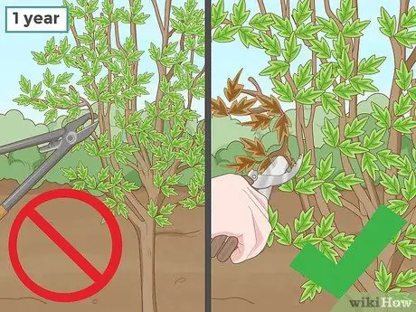 Пересадить дерево Шаг 16