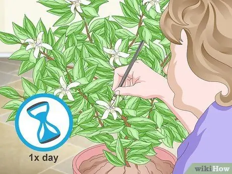 Опылить лимонное дерево Шаг 5