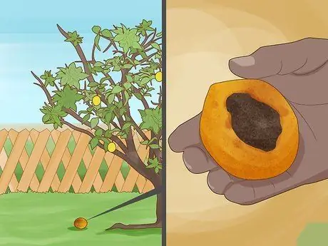 Выявление болезней лимонного дерева Шаг 12