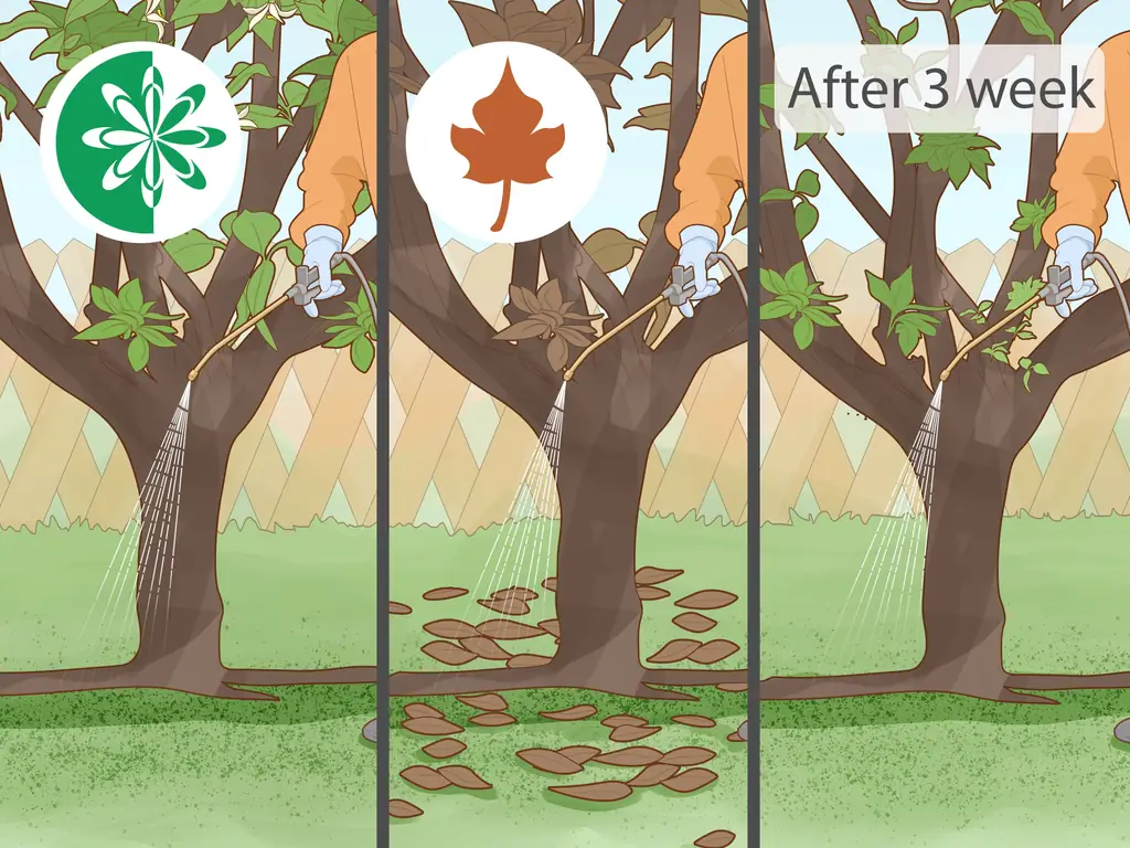 4 простых способа определить болезни лимонного дерева