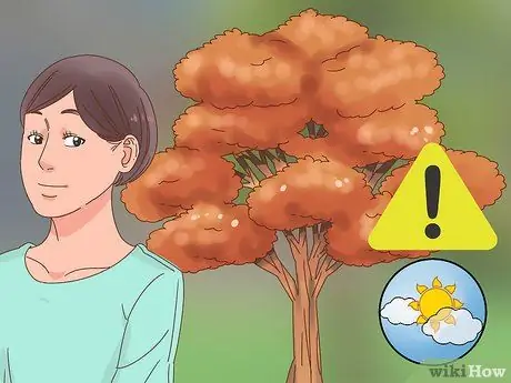Избавиться от дубовых клещей Шаг 2