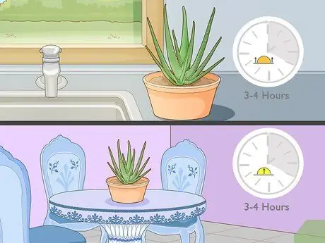 Force Bloom на Алоэ Вера Шаг 1