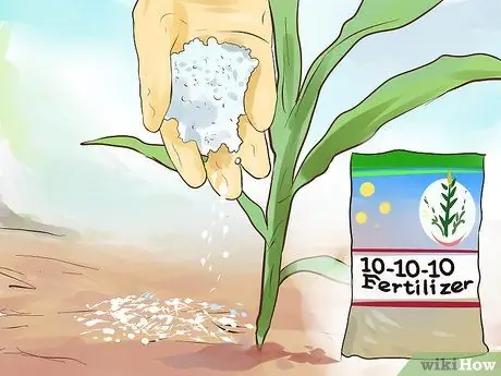 Выращивание сладкой кукурузы Шаг 12 Выращивание сладкой кукурузы Шаг 12