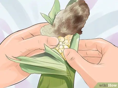 Выращивание сладкой кукурузы Шаг 15 Выращивание сладкой кукурузы Шаг 15