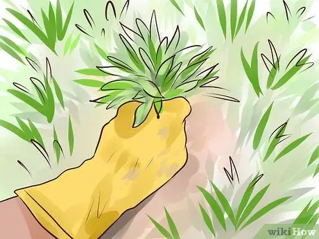 Выращивание сладкой кукурузы Шаг 4 Выращивание сладкой кукурузы Шаг 4