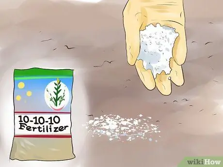 Выращивание сладкой кукурузы Шаг 6 Выращивание сладкой кукурузы Шаг 6