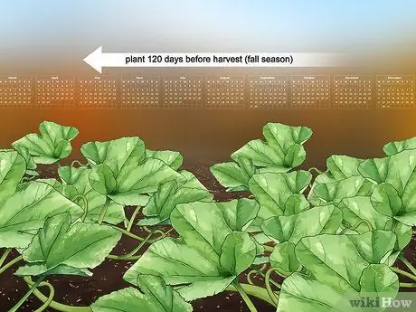 Вырастить тыкву Шаг 1