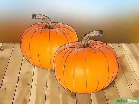 Вырастить тыкву Шаг 13