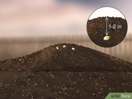 Вырастить тыкву Шаг 4