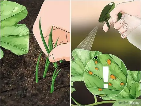 Вырастить тыкву Шаг 9