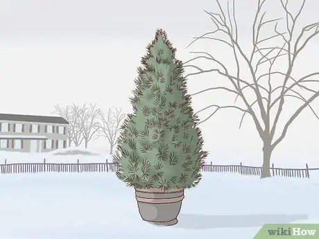 Уход за живой елкой Шаг 1