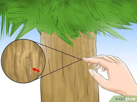 Уход за елкой Шаг 10