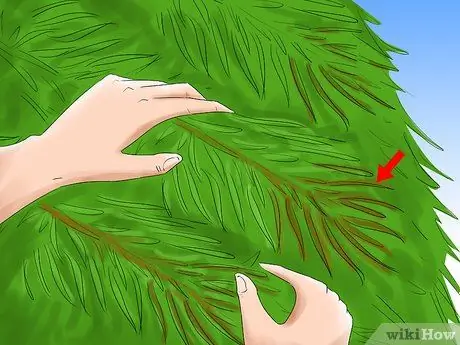 Уход за елкой Шаг 2