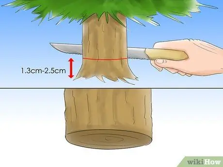 Уход за елкой Шаг 5