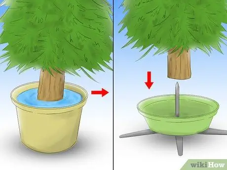 Уход за елкой Шаг 6