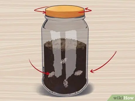 Посадите семена сливы Шаг 10