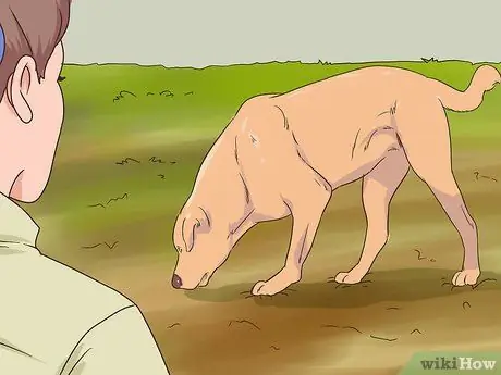 Найди трюфели Шаг 7