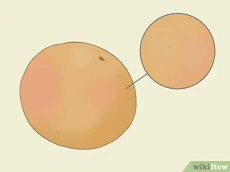 Pick Grapefruit Step 3