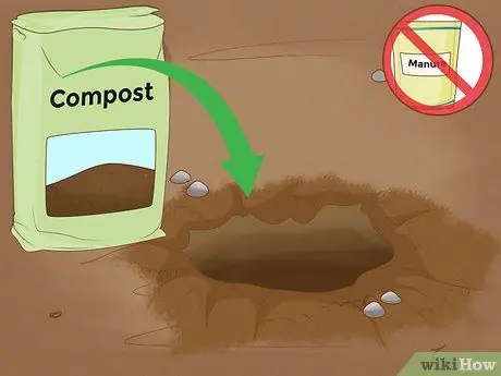 Выращивание папайи Шаг 10