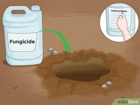 Выращивание папайи Шаг 11