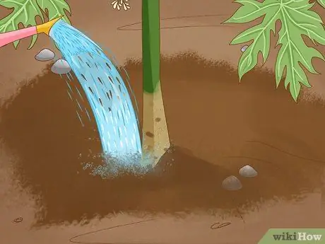 Выращивание папайи Шаг 13