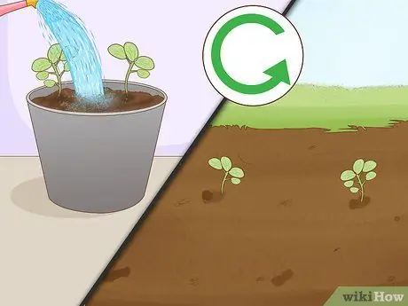 Выращивание папайи Шаг 15