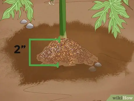 Выращивание папайи Шаг 16