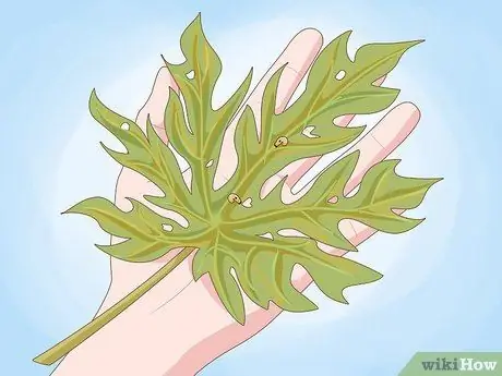 Выращивание папайи Шаг 17