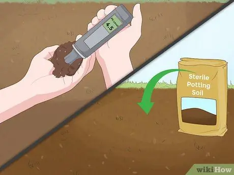 Выращивание папайи, шаг 2