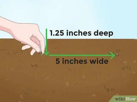 Выращивание папайи Шаг 4