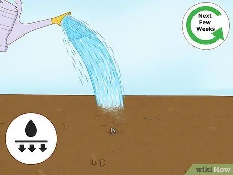 Выращивание папайи Шаг 5