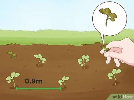 Выращивание папайи Шаг 6