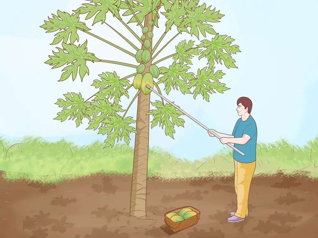 3 способа выращивания папайи