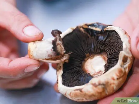 Сделайте распечатку со спорами грибов, шаг 2