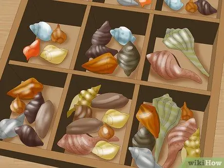 Собирать ракушки Шаг 11