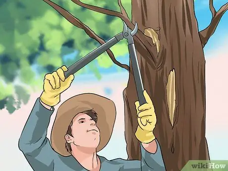 Рисуем дерево Шаг 8